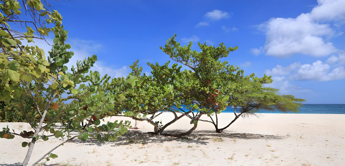 Sonniger Strand mit grünen Bäumen