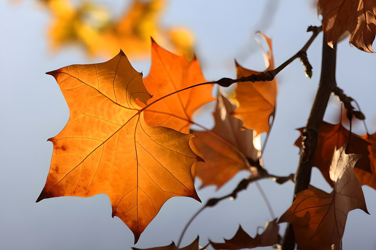Orange Herbstblätter im Gegenlicht