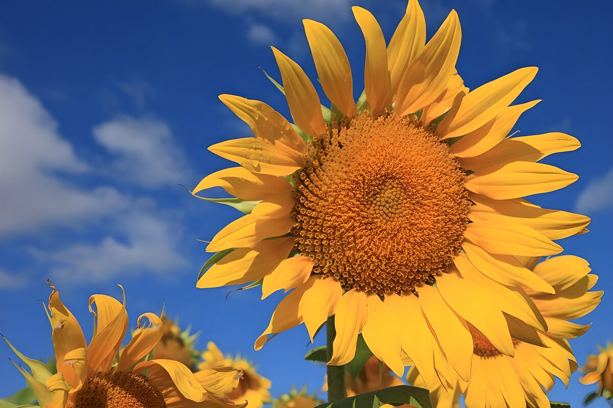 Sonnenblumen im sonnigen Himmelsblau