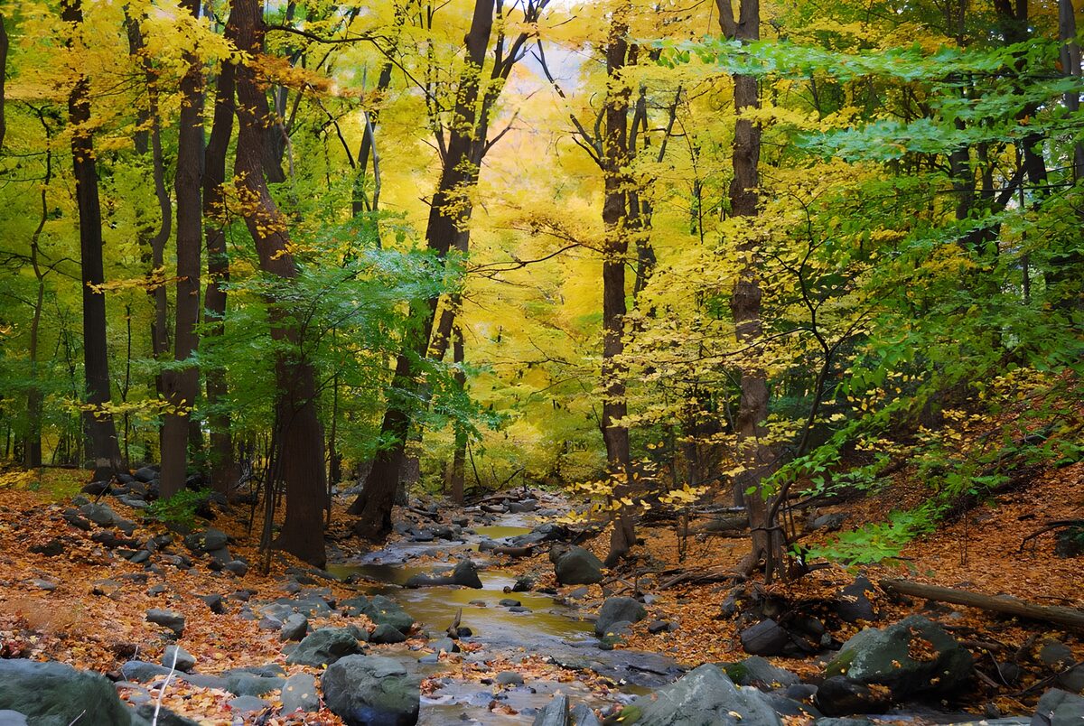 Felsiger Bach im gelben Herbstwald