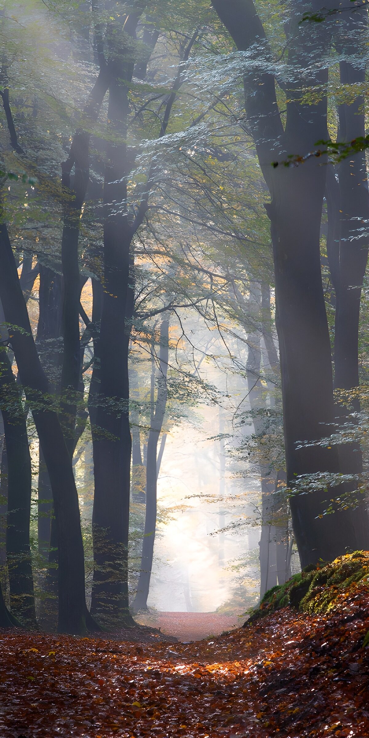 Waldweg im herbstlichen Gegenlicht