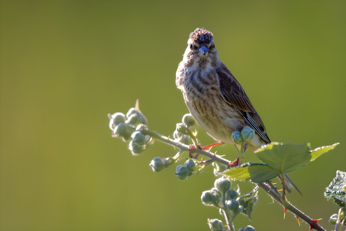 Singvogel auf sonnigem Beerenzweig