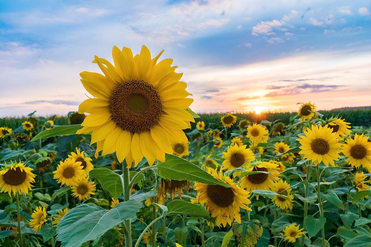 Sonnenblumenfeld im Sonnenuntergang