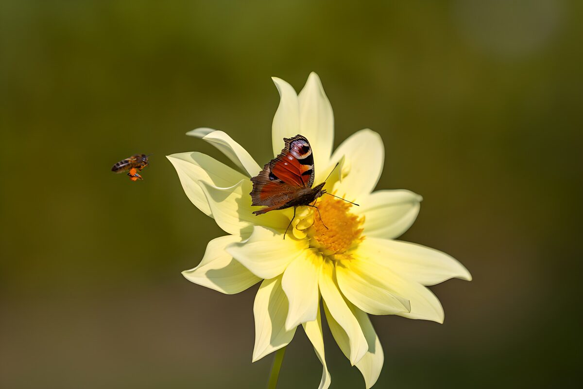 Tagpfauenauge auf sonniger Dahlie