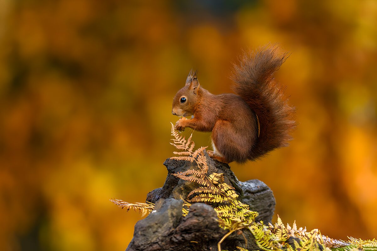 Eichhörnchen auf herbstlichem Baumstumpf