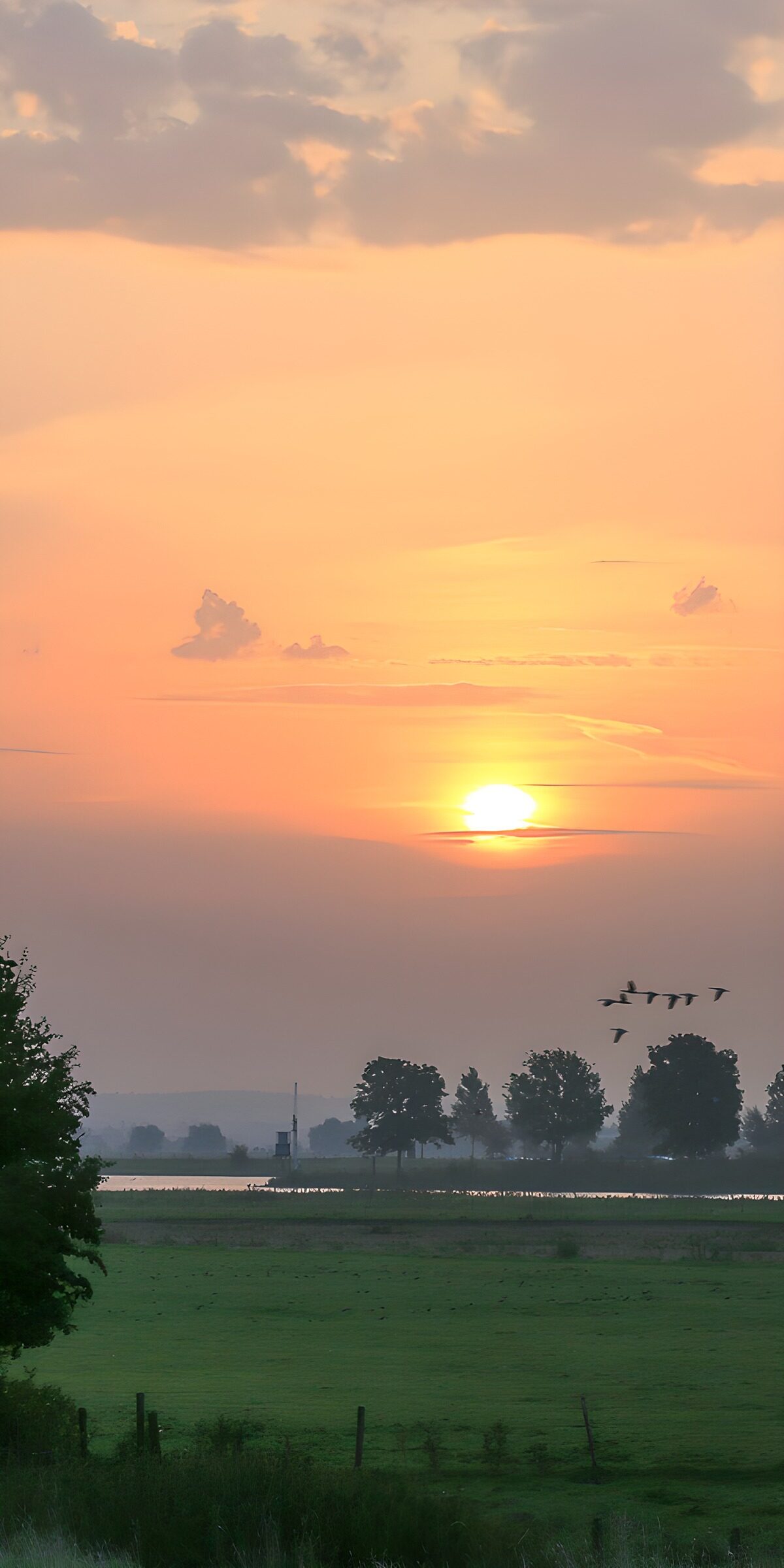 Gänse über Wiesen bei tief stehender Sonne