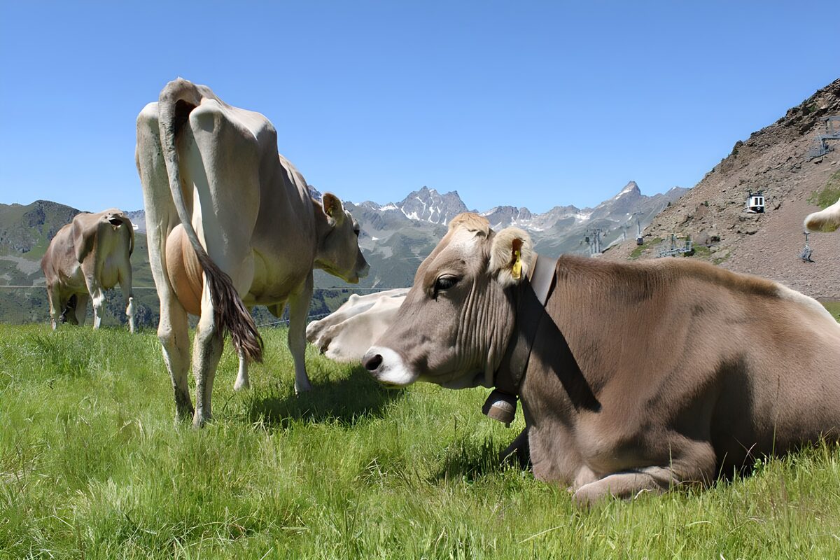 Kühe auf der sonnigen Bergwiese
