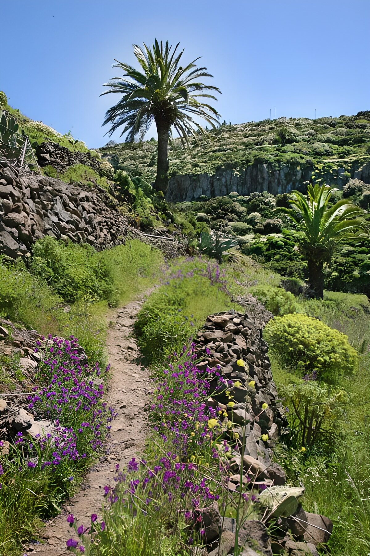 Sonniger Pfad zwischen Palmen und Blüten