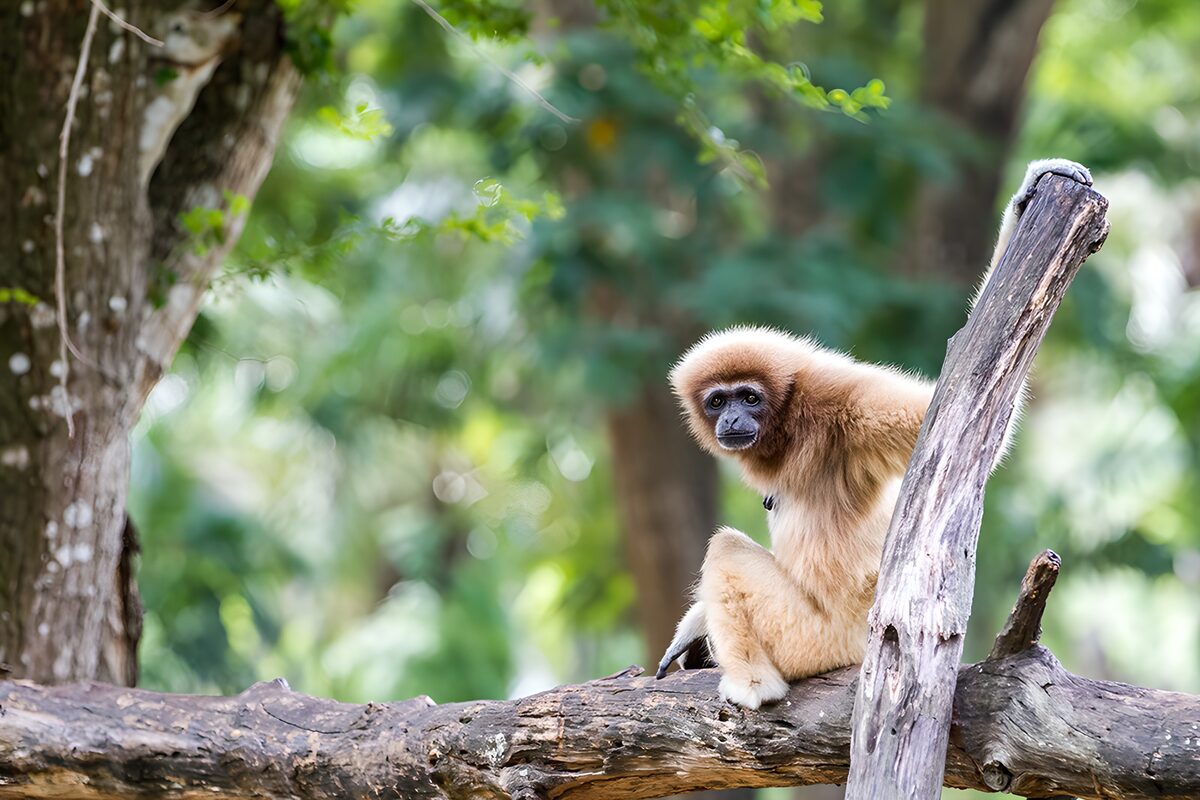 Goldbrauner Gibbon auf knorrigem Ast