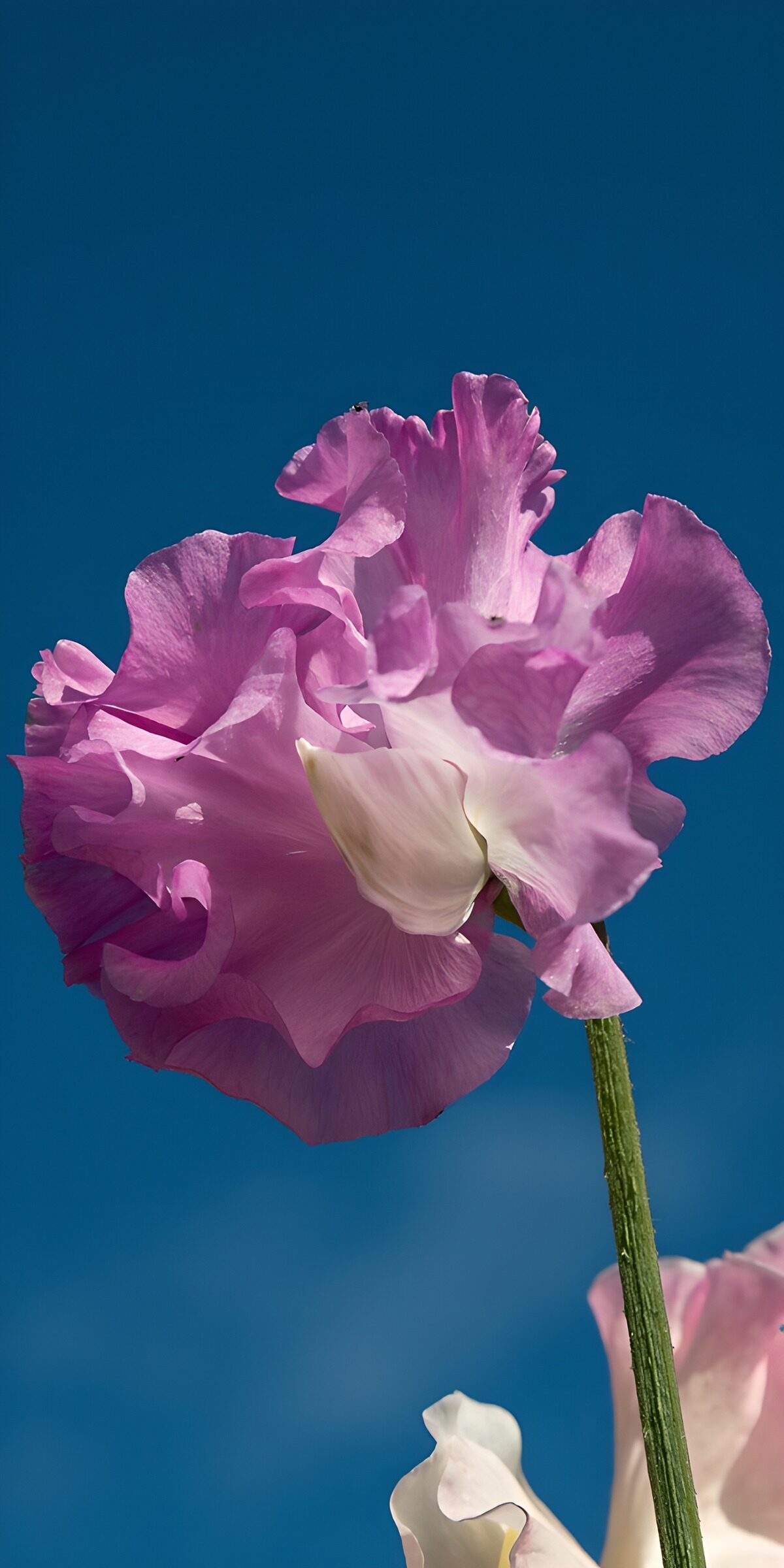 Rosa Wicke vor tiefem Blau