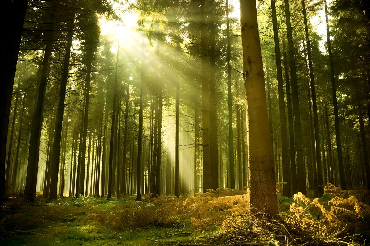 Nadelwald im goldenen Sonnenlicht