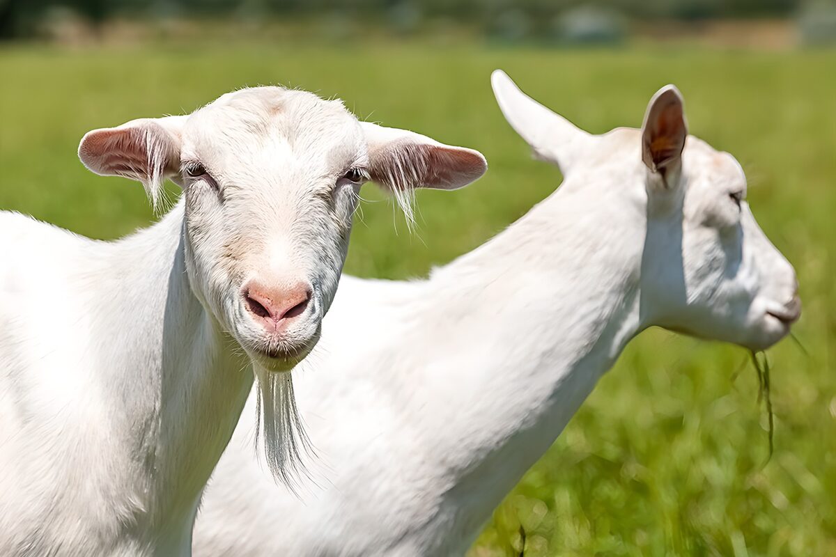 Zwei weiße Ziegen auf sonniger Weide
