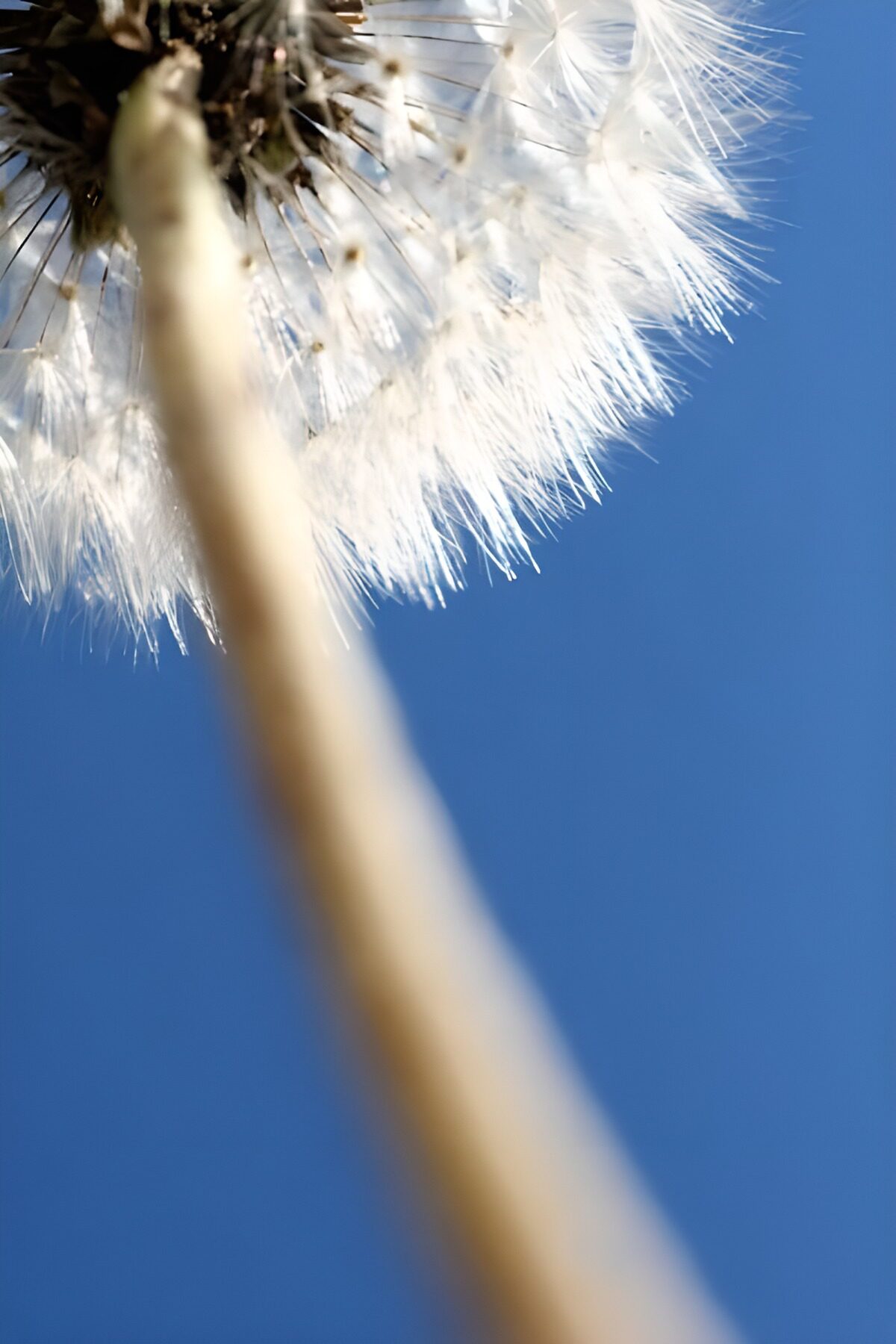 Pusteblume vor blauem Himmel