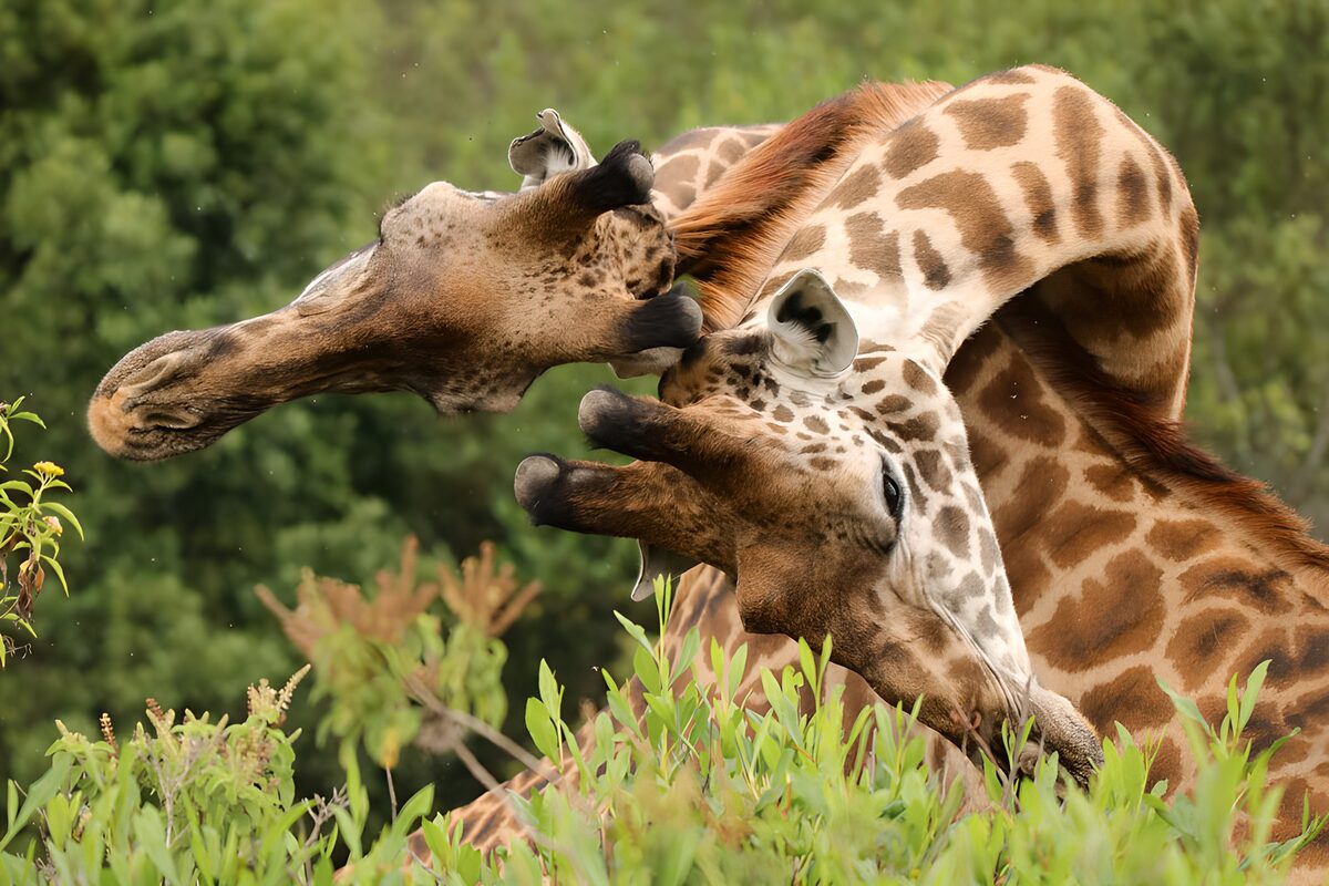 Zwei Giraffen dicht beieinander