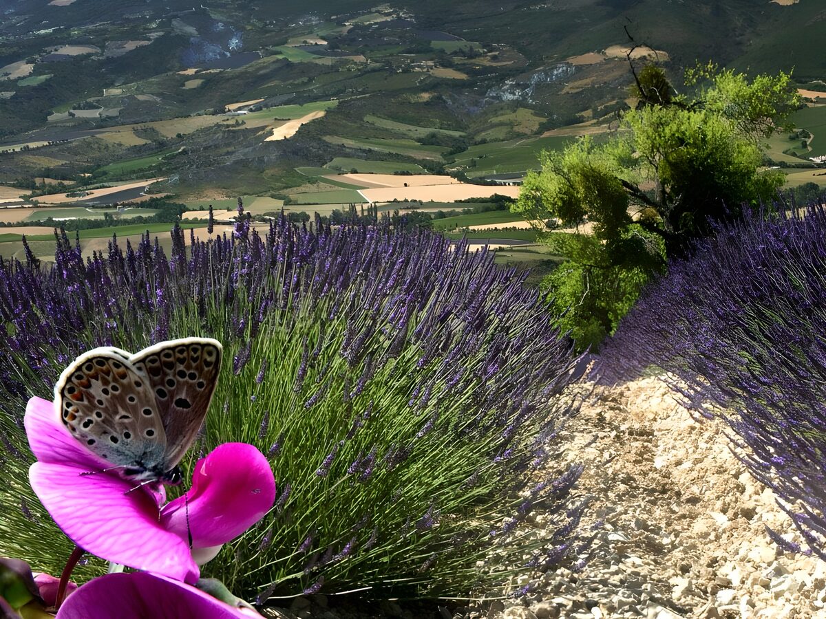 Schmetterling und Lavendel im Sonnenlicht