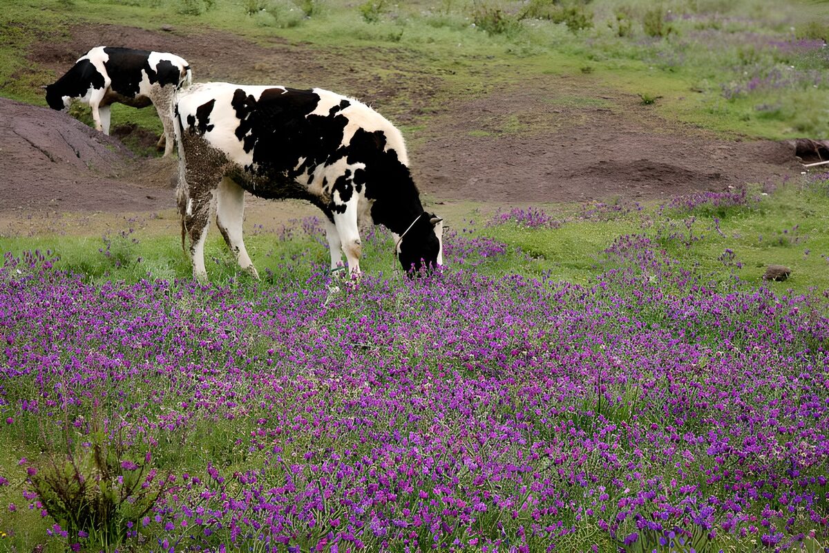 Landruhe mit Kühen und lila Blüten