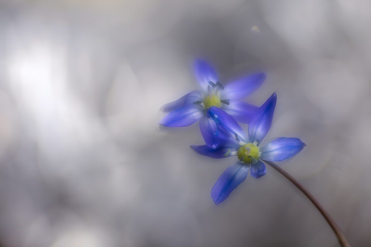 Zwei blauviolette Blüten im weichen Licht
