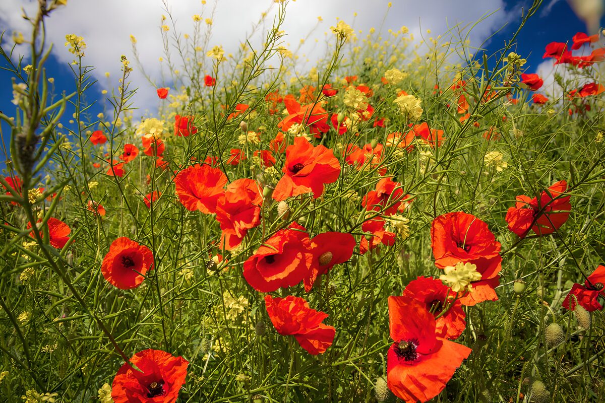 Roter Mohn und gelbe Blüten im Sonnenlicht