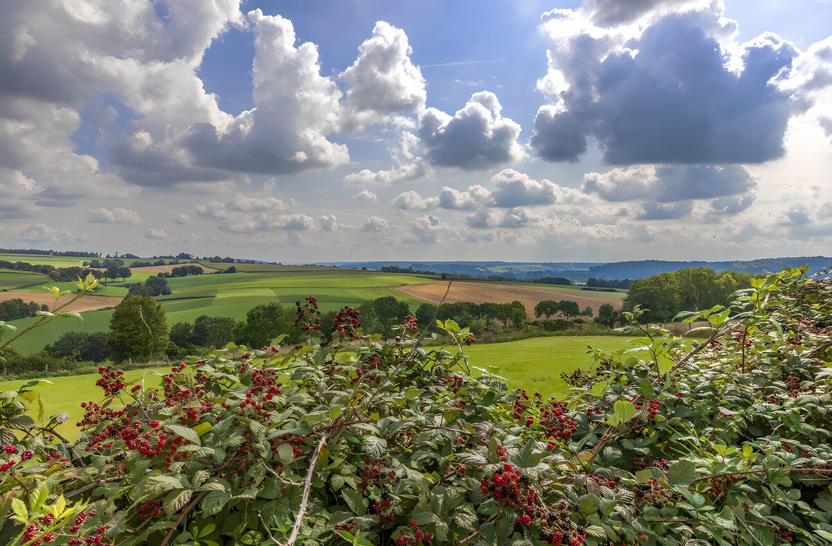 Felder und Brombeeren unter großen Wolken