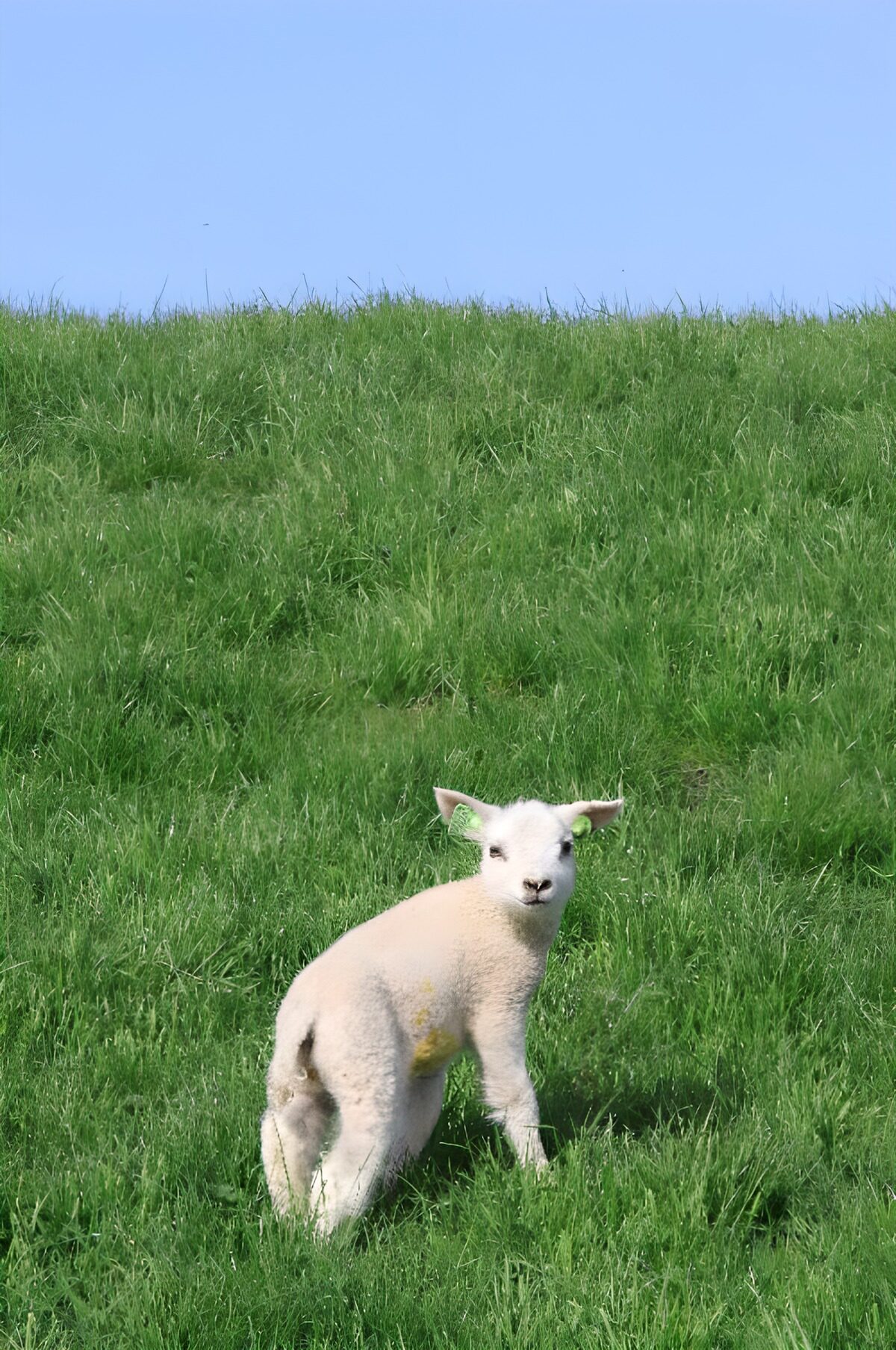 Weißes Lamm im sonnigen Wiesengrün