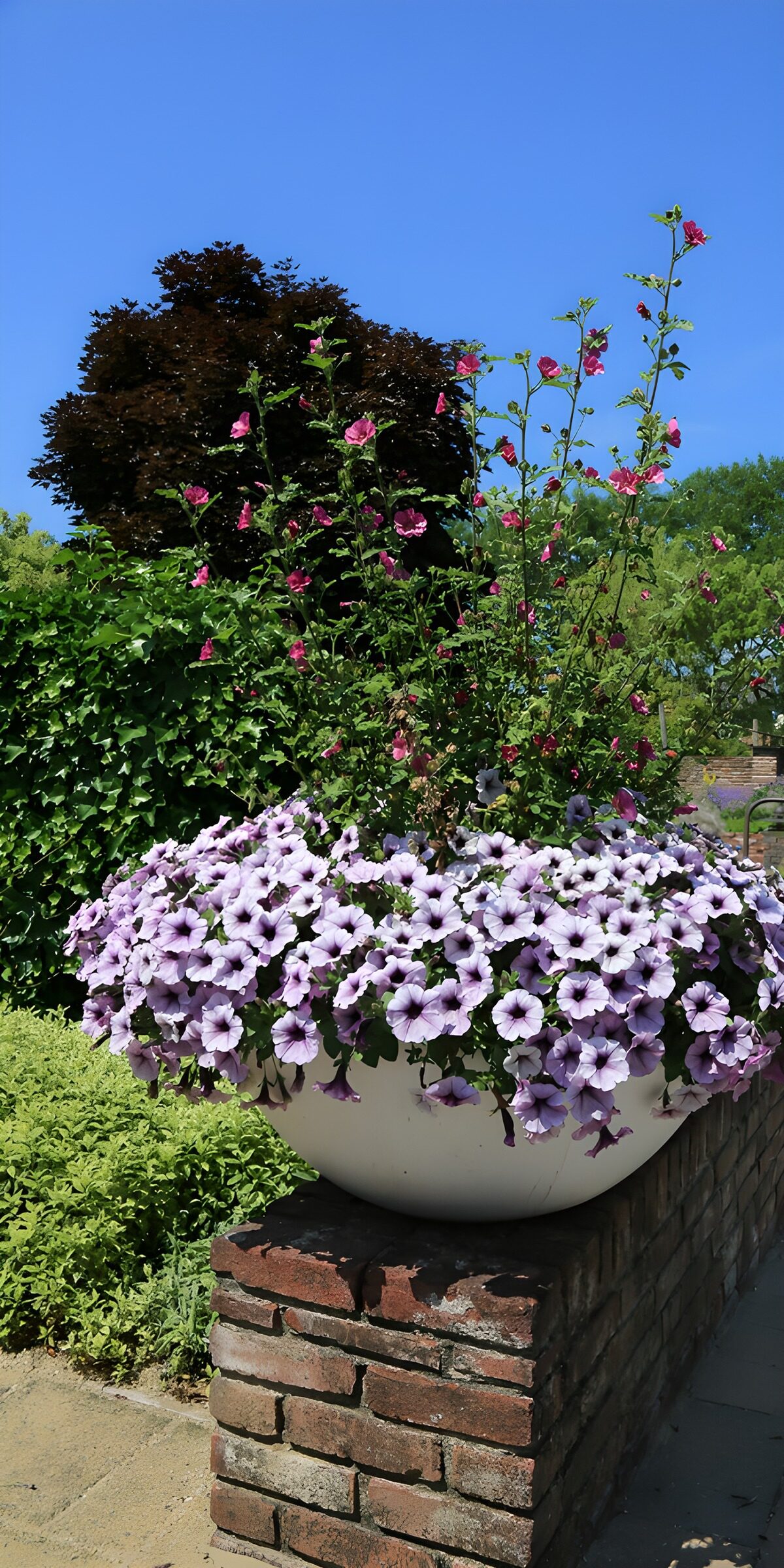Lavendelfarbene Petunien auf der Gartenmauer