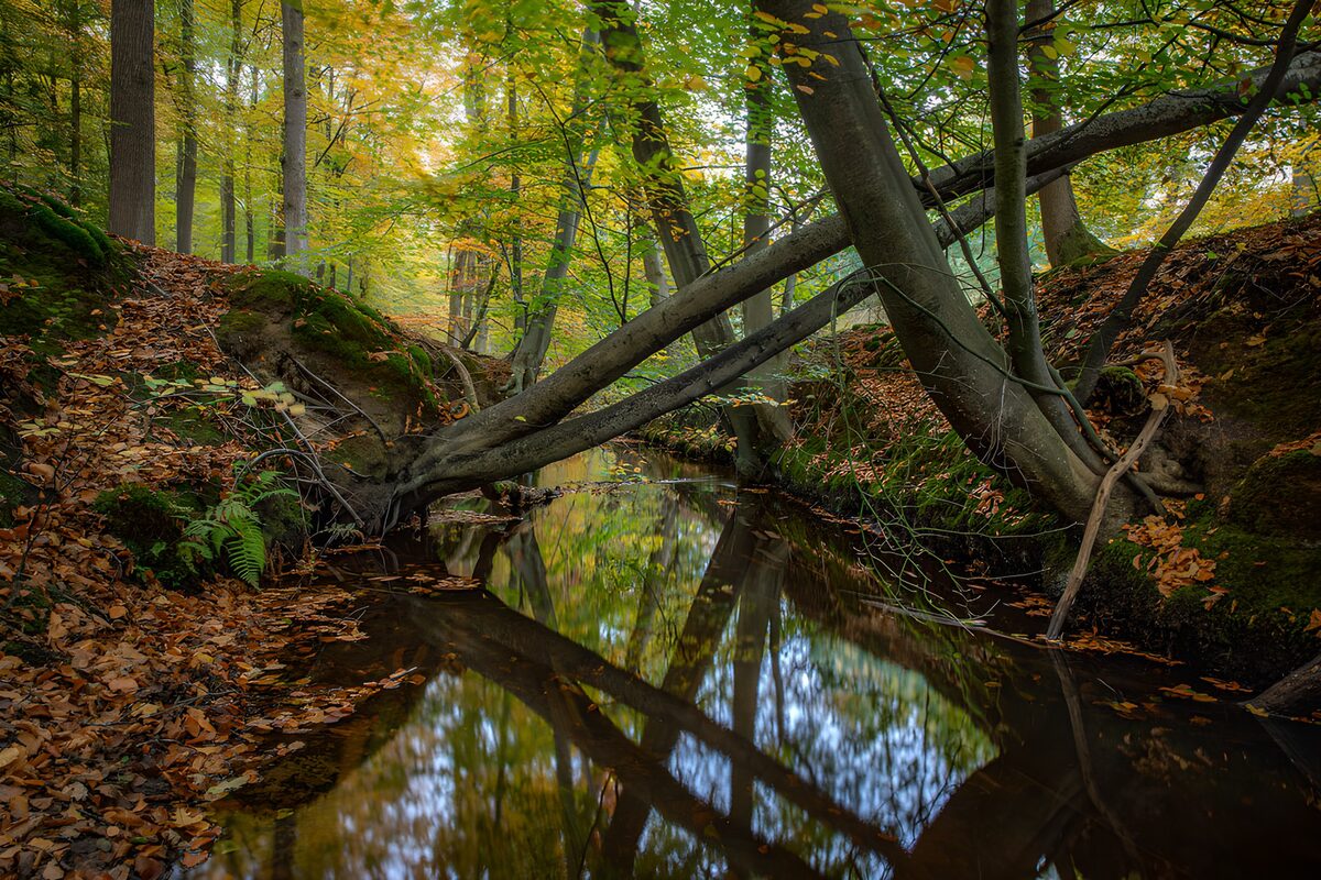 Stiller Waldbach im Herbstlaub