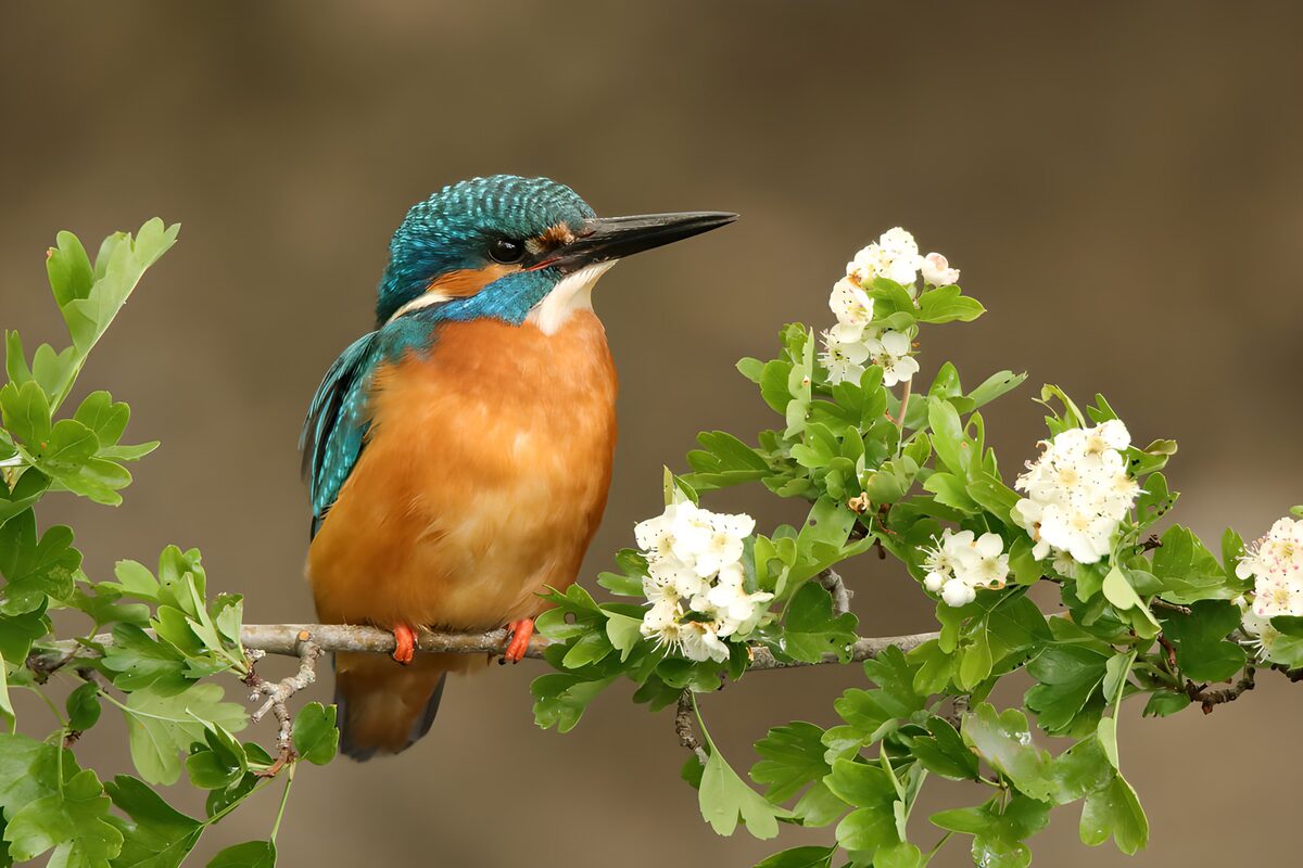 Eisvogel auf einem blühenden Zweig