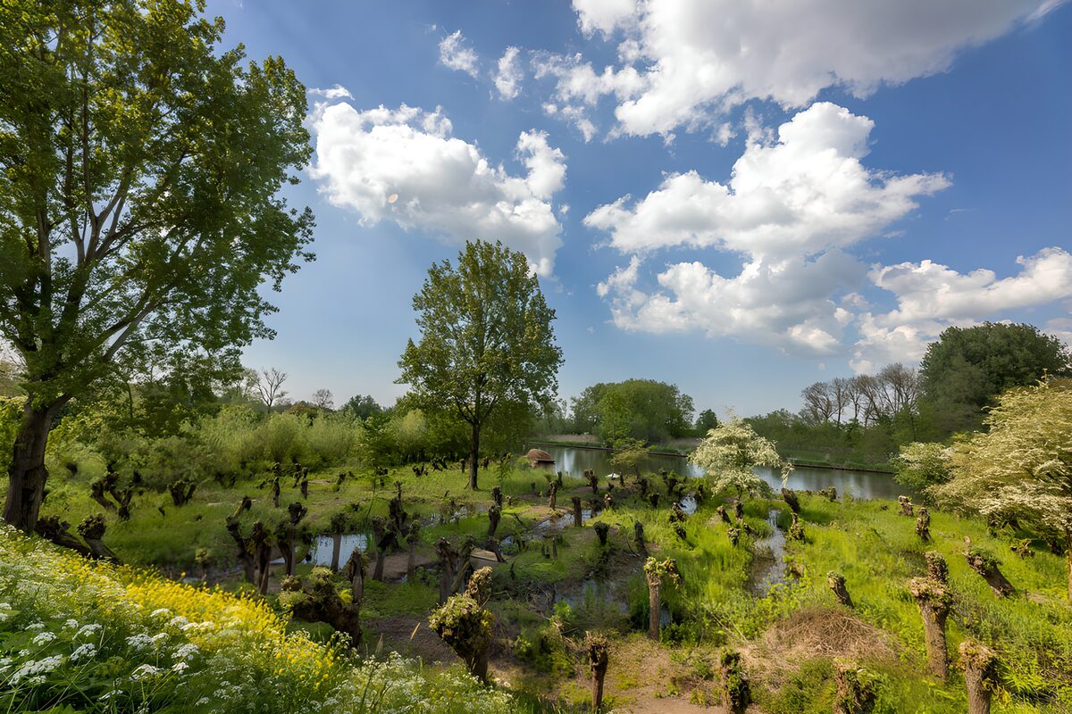 Kopfbäume am Teich im Frühlingslicht