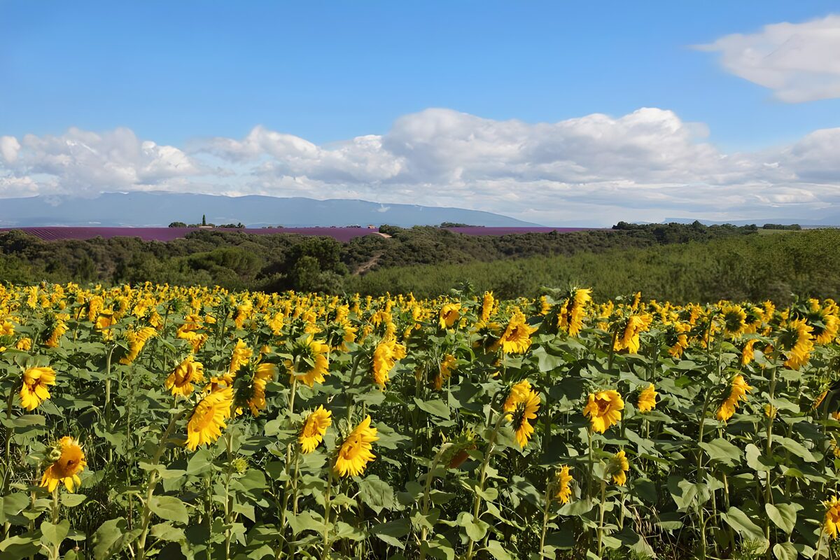 Sonnenblumenfeld unter Sommerwolken