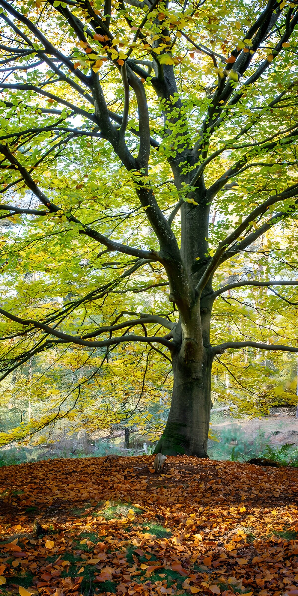 Große Buche im herbstlichen Wald