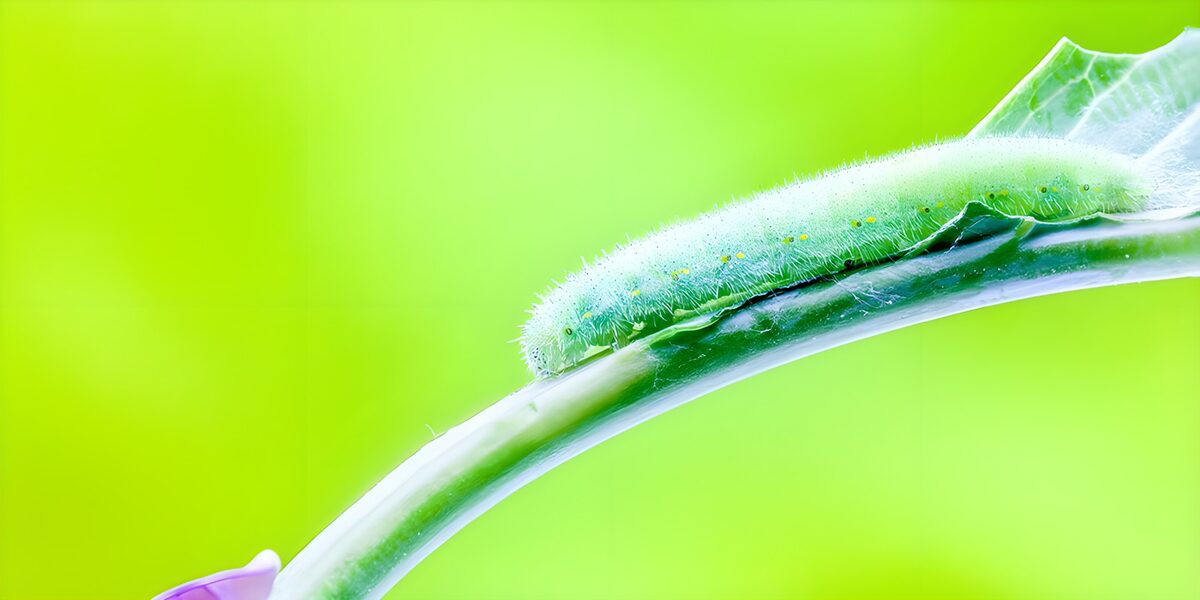Grüne Raupe auf sanft gebogenem Blattstiel