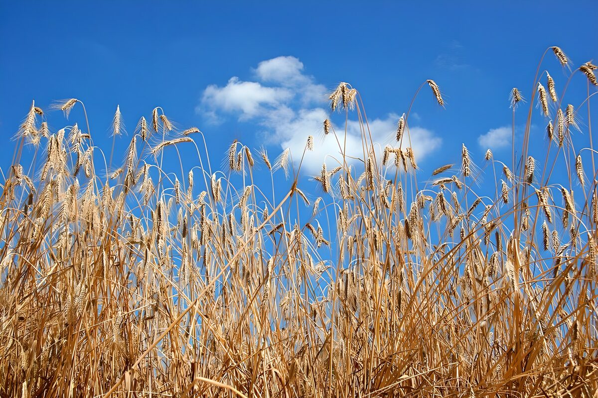 Goldene Ähren vor blauem Sommerhimmel