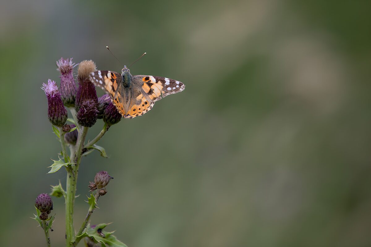 Distelfalter auf Disteln in sanftem Licht
