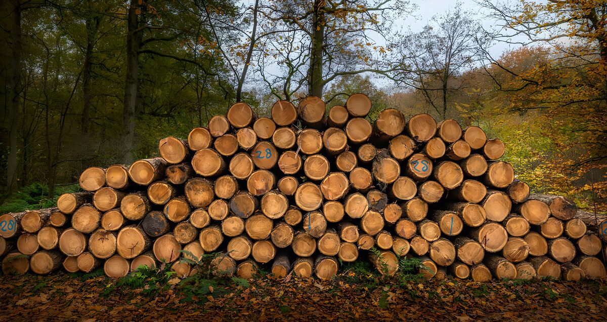 Gestapelte Baumstämme im Herbstwald