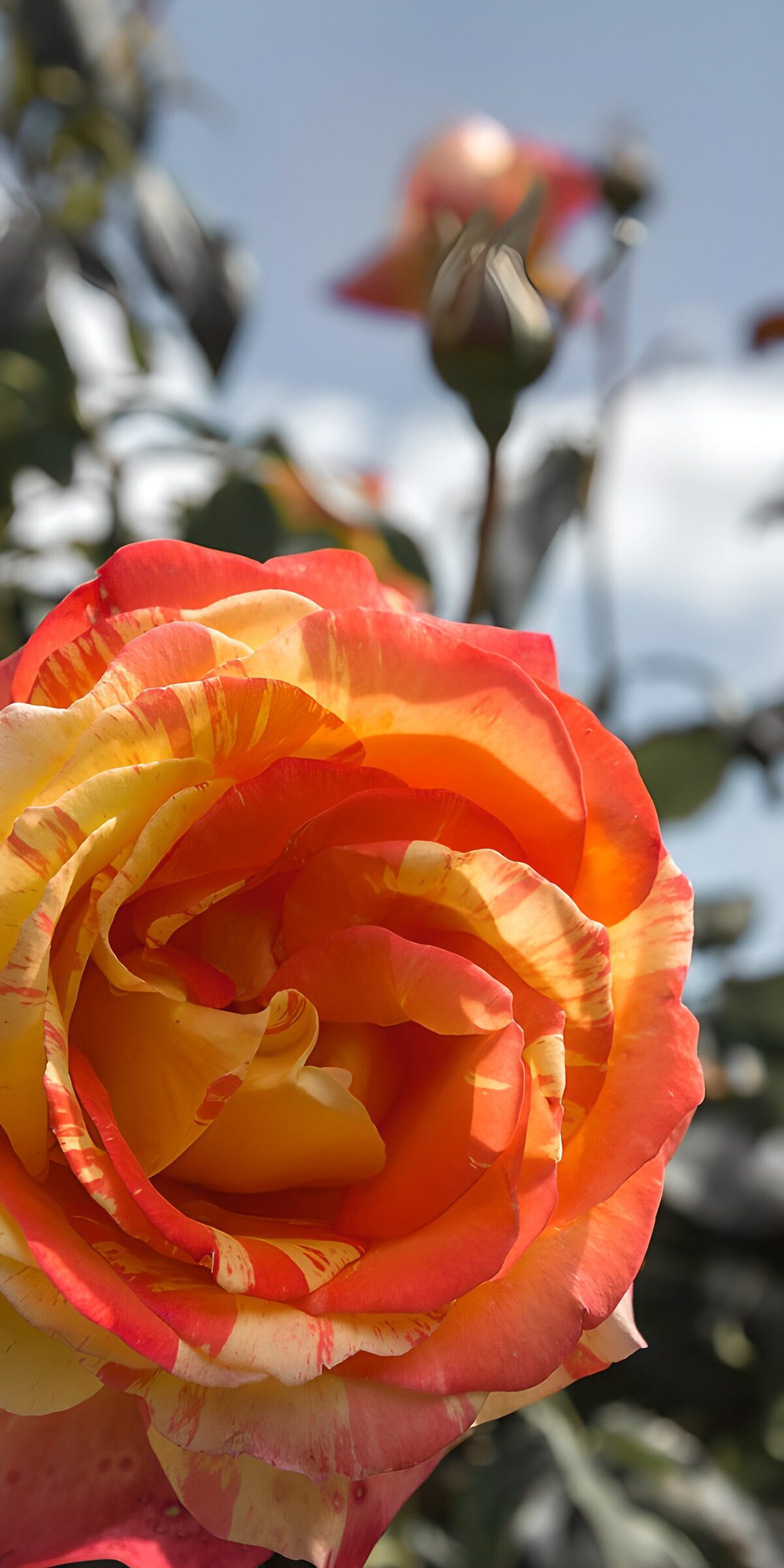 Rot-gelbe Rose im Sonnenlicht