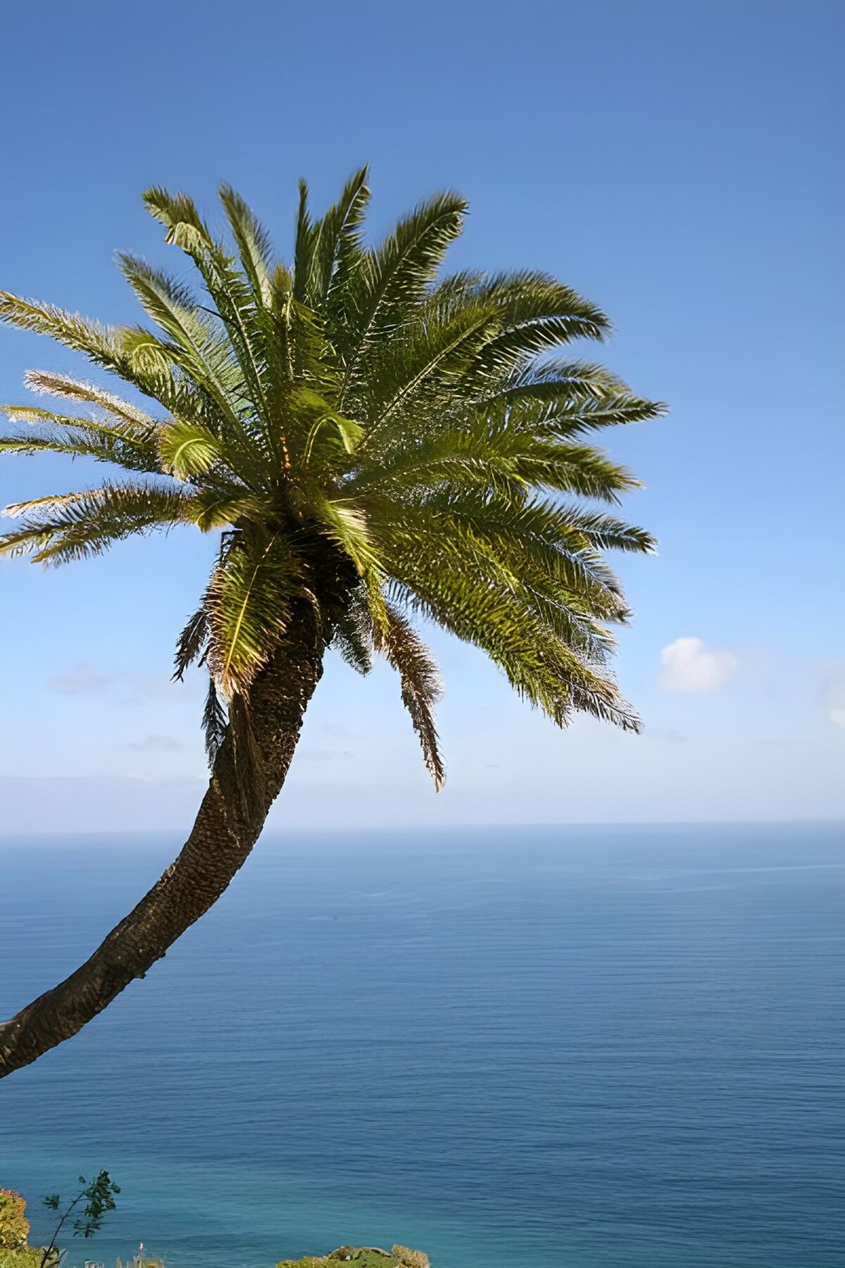 Palme über blauem Meer im Sonnenlicht