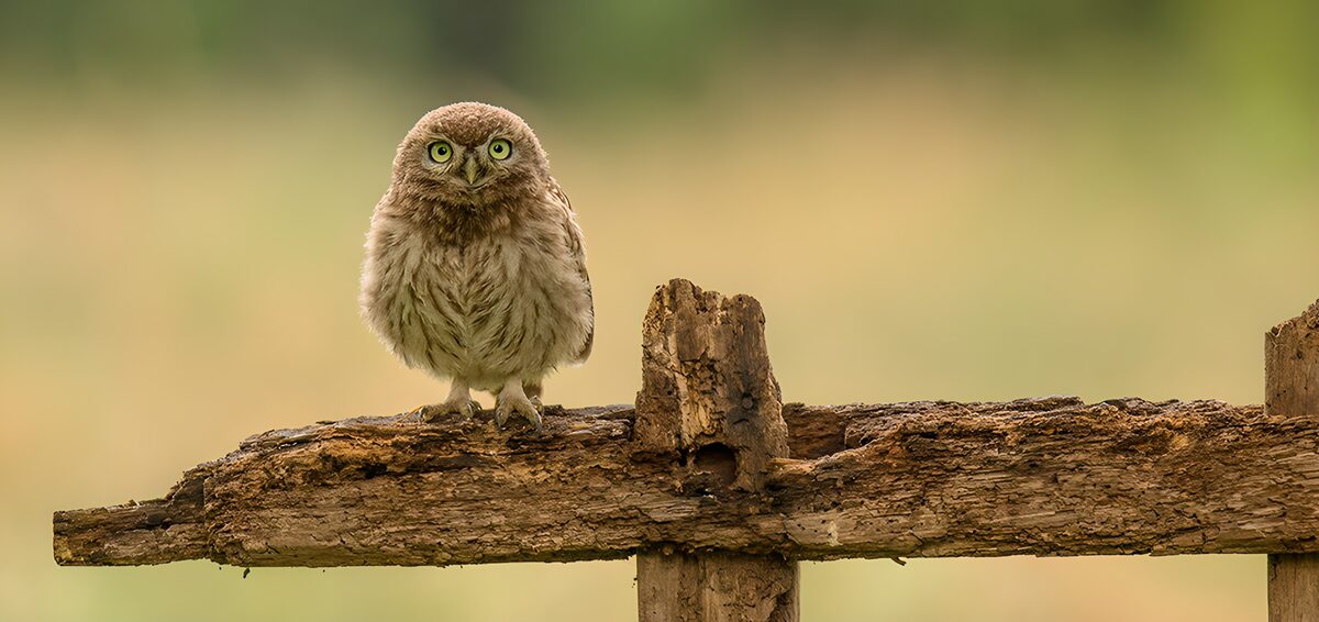 Kleine Eule auf verwittertem Holzzaun