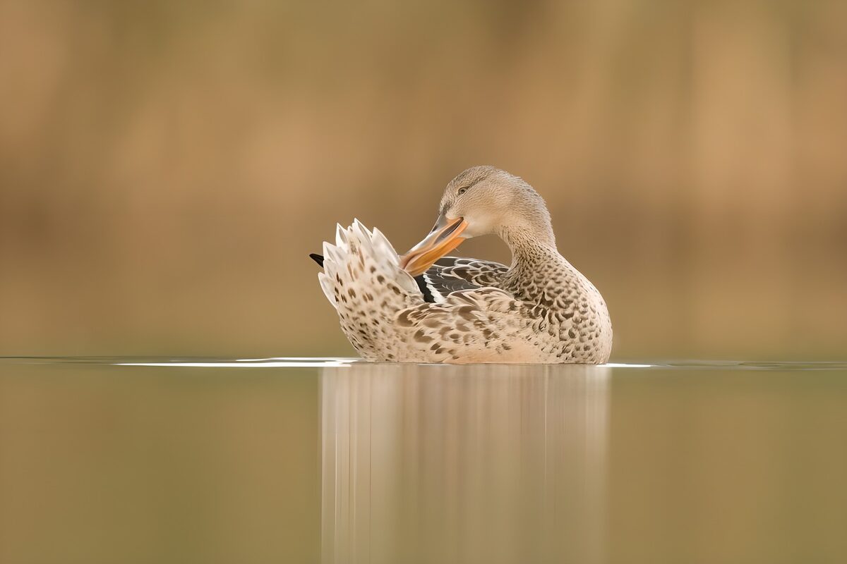 Ente bei der Gefiederpflege auf dem Wasser