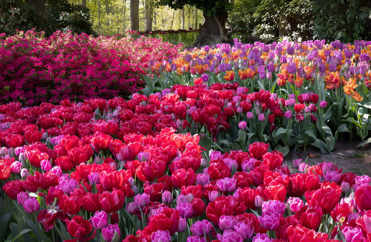 Buntes Tulpenbeet im Frühlingslicht