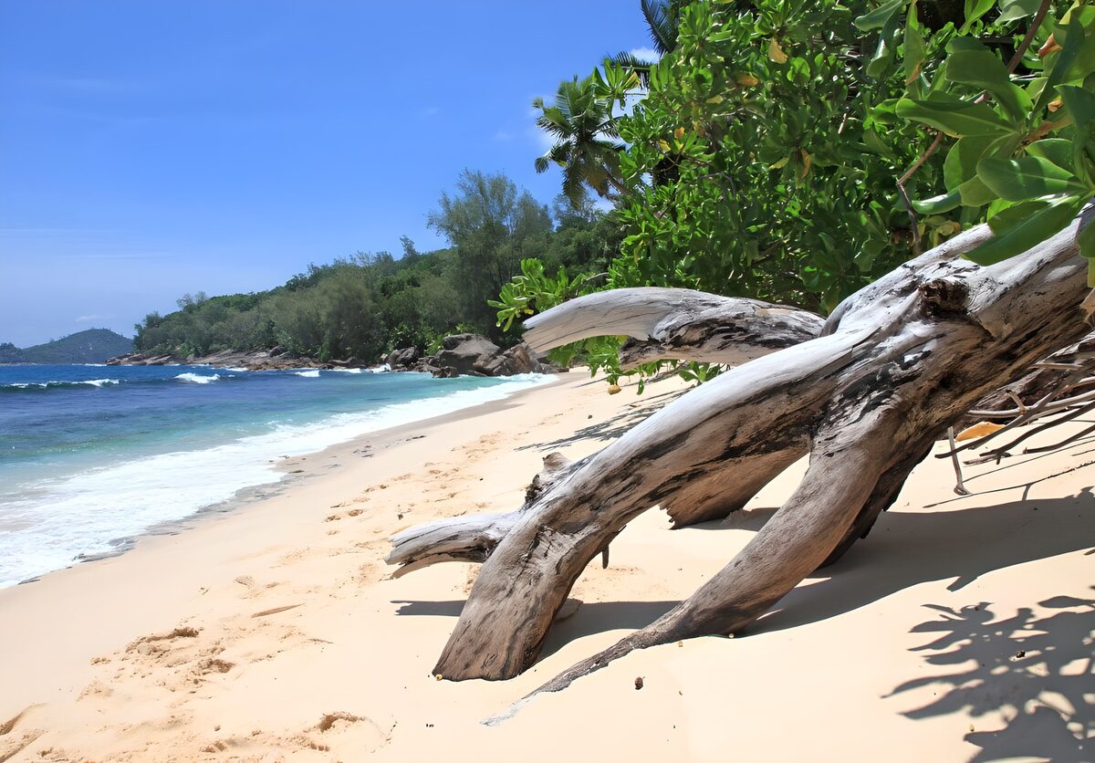 Treibholz am sonnigen Tropenstrand