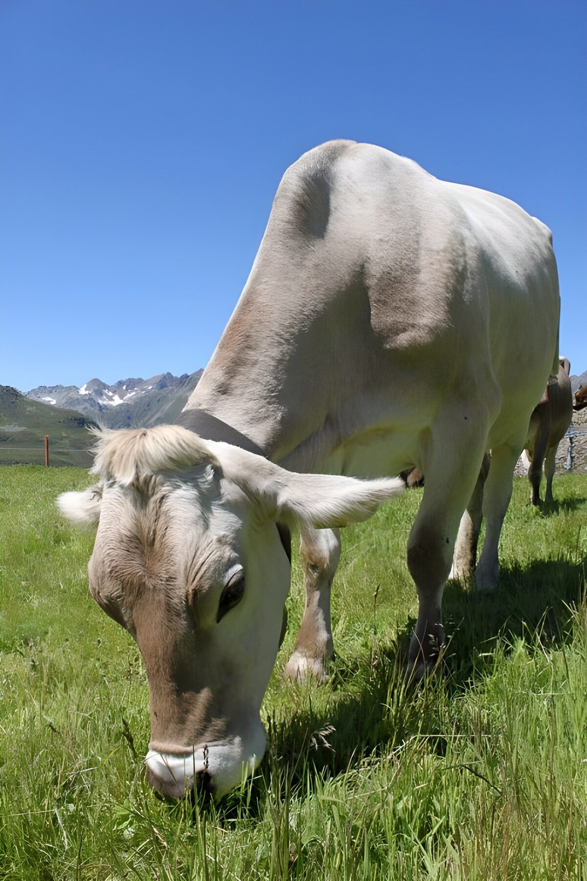 Hellgraue Kuh auf sonniger Bergwiese