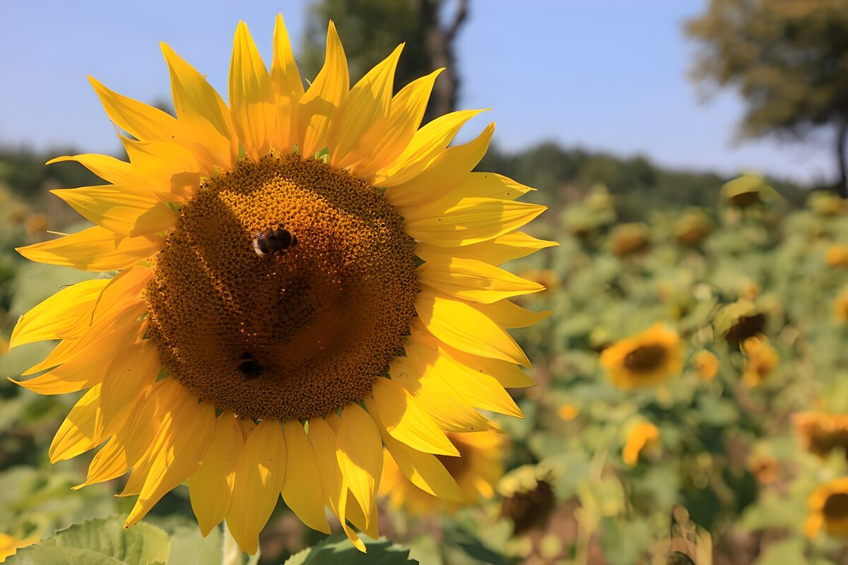 Sonnenblume mit Bienen in Nahaufnahme