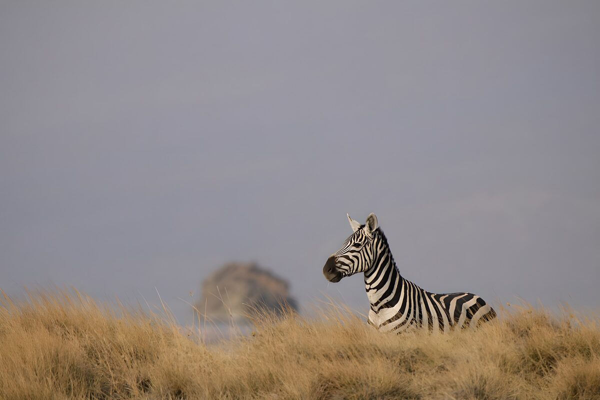 Zebra im hohen, trockenen Gras