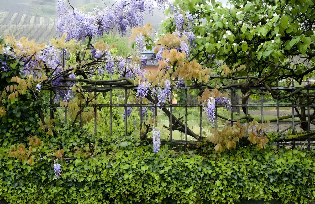 Blauregen am Gartenzaun im Frühlingslicht