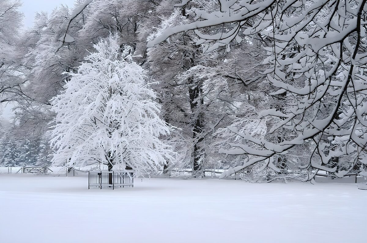 Kleiner Baum in stiller Schneelandschaft