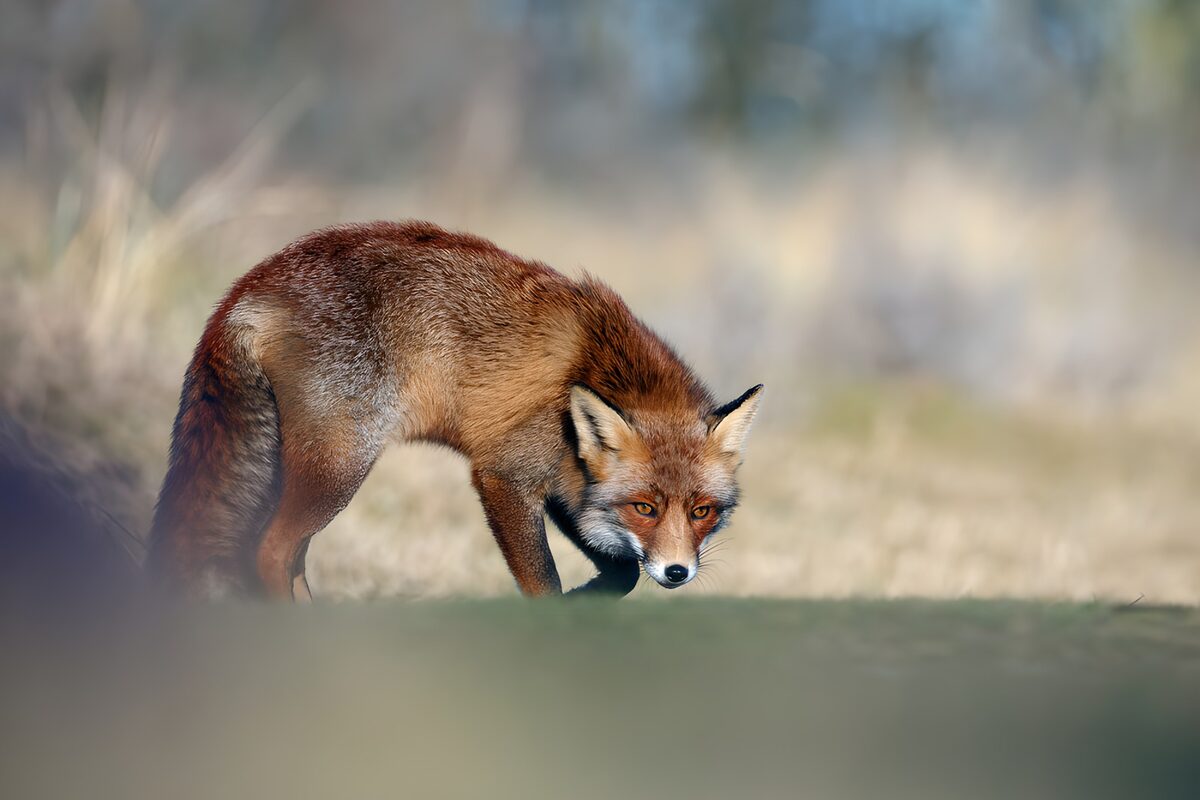 Rotfuchs im Gras, still und wachsam