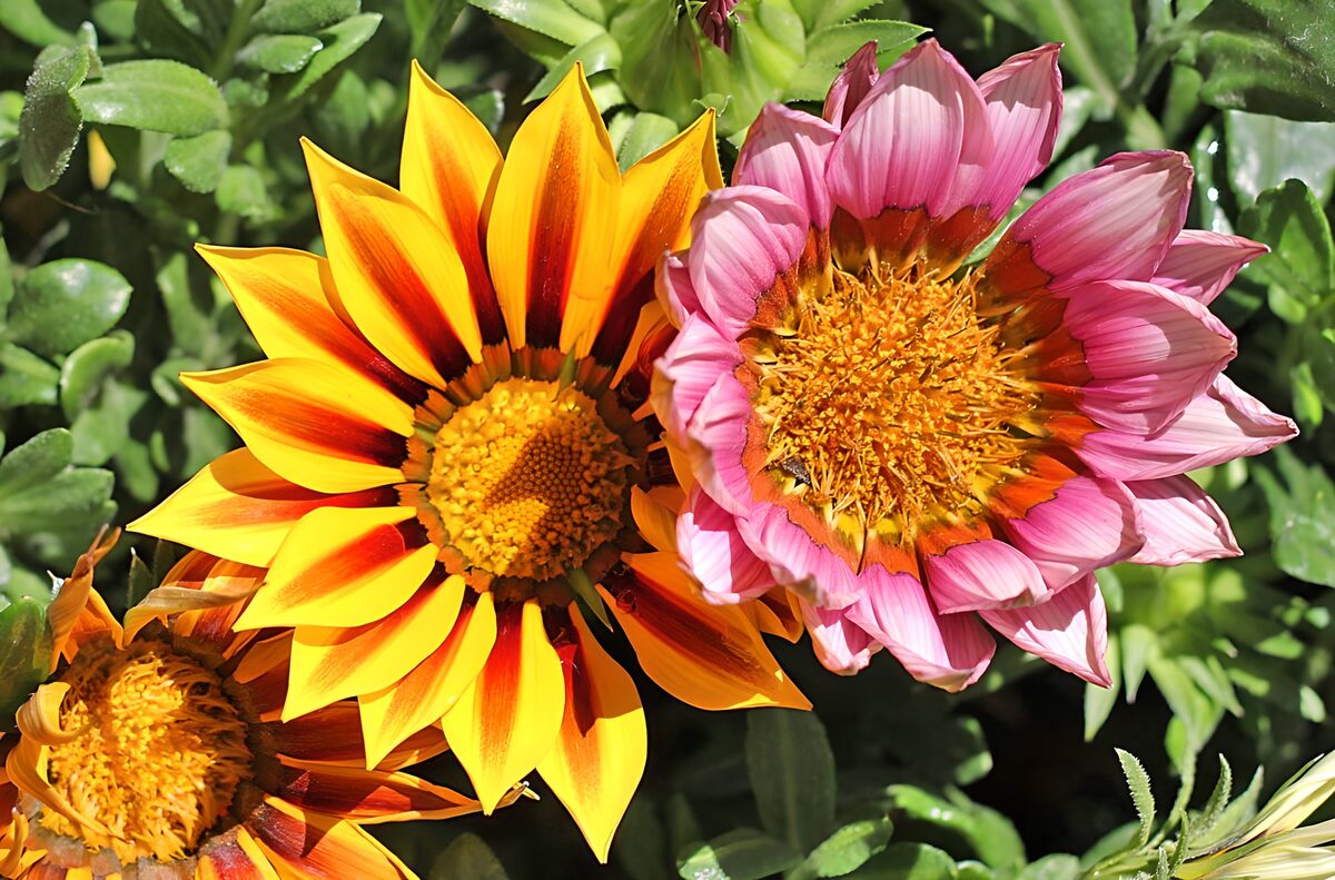 Gelbe und rosa Gazanien im Sonnenlicht