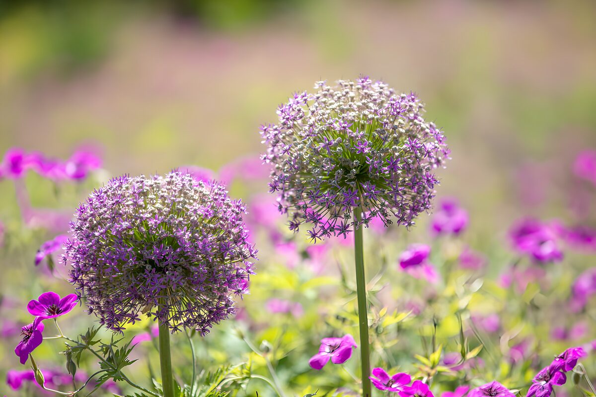 Zwei Zierlauchkugeln über pinken Blüten