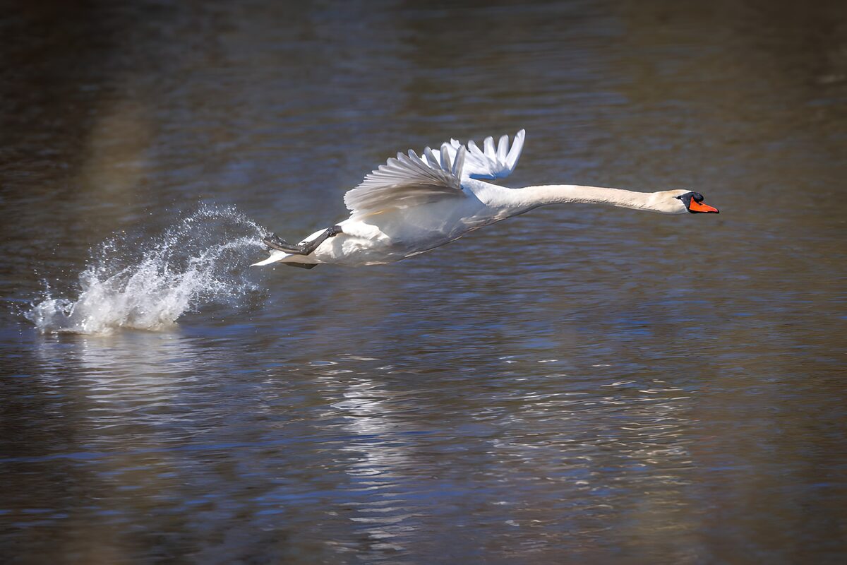 Weißer Schwan über schimmernden Wellen