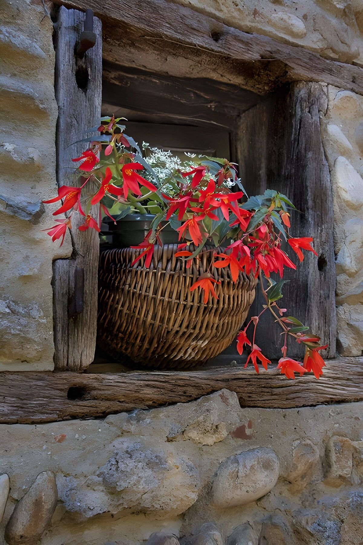 Rote Blumen im Korb am alten Fenster